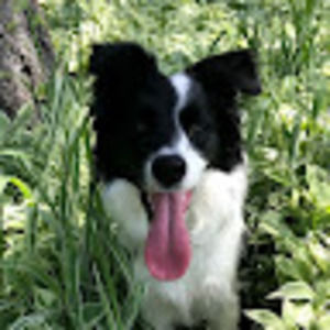 Meet your Posher, Laurel